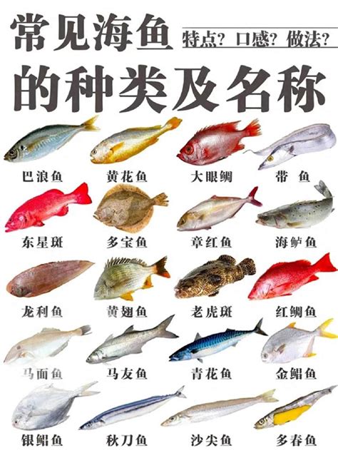 圓形的魚|最常見的50種食用魚，別再說你不認識，好好看看，你。